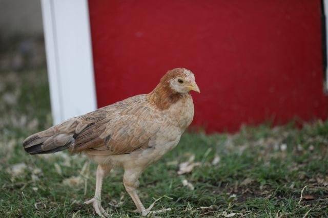 Wheaton-Cubalaya-Bantam